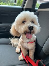 Maltipoo maschio disponibile per accoppiamento