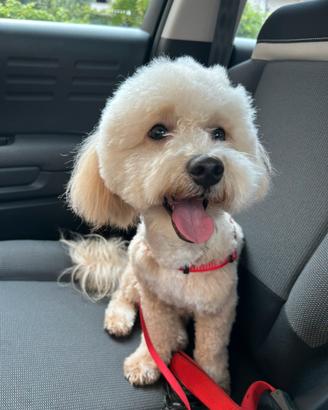Maltipoo maschio disponibile per accoppiamento