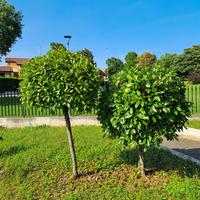 Coppia alberelli photinia