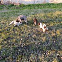 Cuccioli di Lagotto Romagnolo