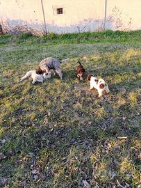Cuccioli di Lagotto Romagnolo