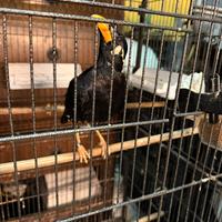 Merlo Indiano Gracula Religiosa