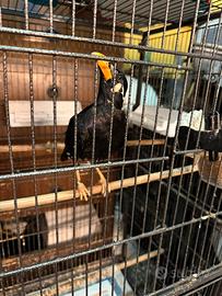 Merlo Indiano Gracula Religiosa