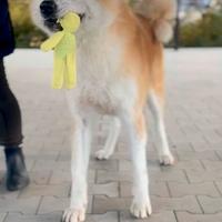 Akita inu femmina rosso fulvo Pedigree