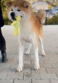 Akita inu femmina rosso fulvo Pedigree