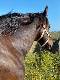 Cavallo