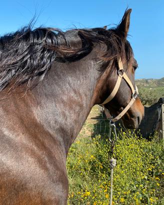 Cavallo