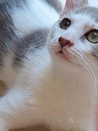 Gattini