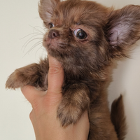 Cuccioli chihuahua