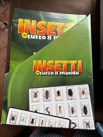 collezione di insetti