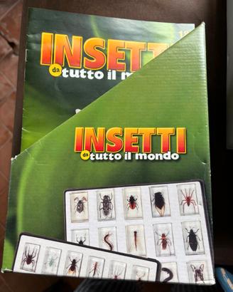 collezione di insetti