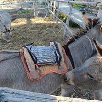 sella per asino decorativa