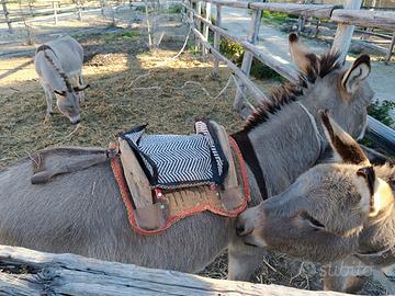 sella per asino decorativa