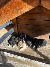 Cuccioli di pastore tedesco puri