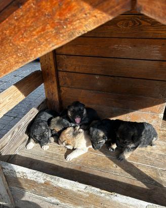 Cuccioli di pastore tedesco puri
