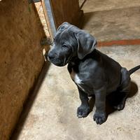 Cane corso