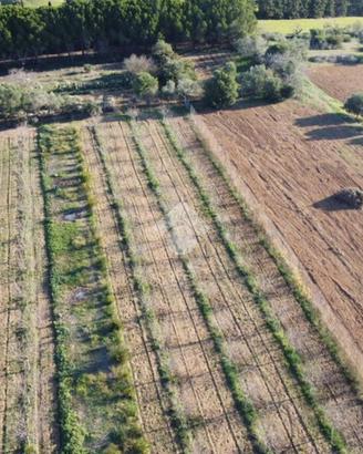 TER. AGRICOLO A SESTU