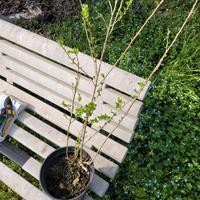 Pianta Bacca di Goji