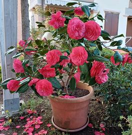 Camelia in vaso