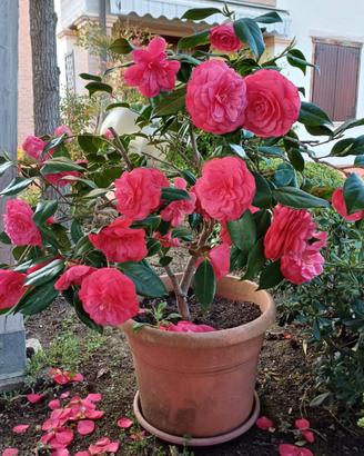 Camelia in vaso
