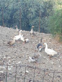 animali