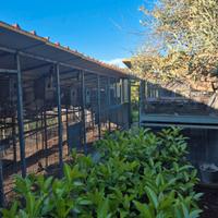 Pulletti di pappagalli