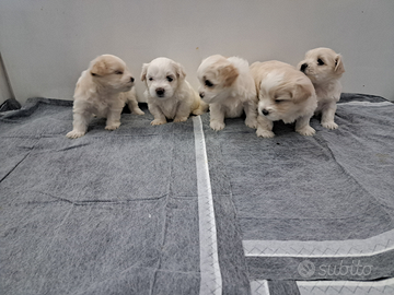 Cuccioli maltipoo