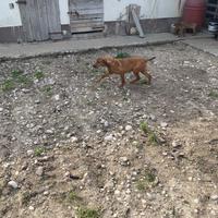 Segugi dell'Appennino