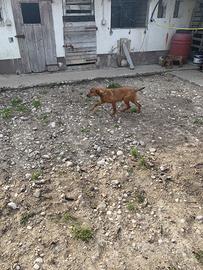 Segugi dell'Appennino