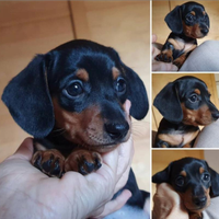 Bassotto kaninchen nero focato