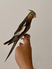 Calopsitta ALLEVATA A MANO