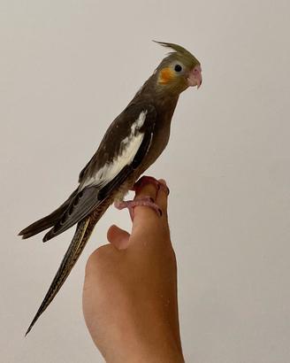 Calopsitta ALLEVATA A MANO