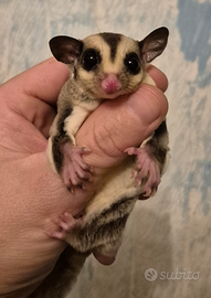 Petauri dello zucchero