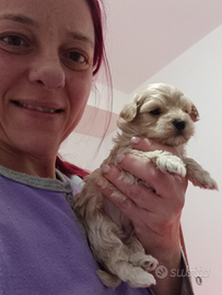 Maltipoo con genitori con pedigree