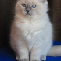 NATALIE gattina ragdoll con pedigree