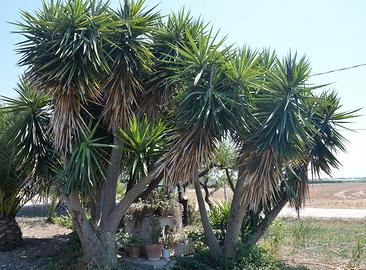 Palme da giardino gratis