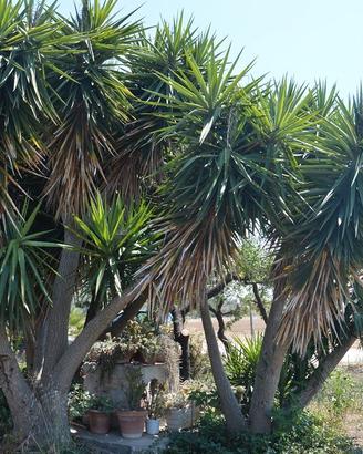 Palme da giardino gratis
