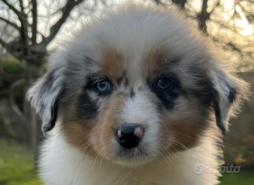 Cucciola australian Shepherd