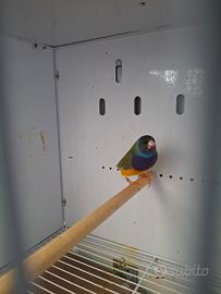 Uccello diamante di gould