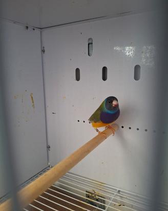 Uccello diamante di gould