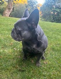 Cuccioli bulldog francesi