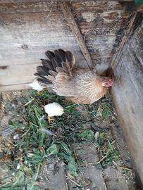 Gallina con pulcini