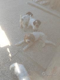 cuccioli lagotto romagnolo disponibili 