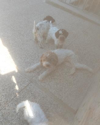 cuccioli lagotto romagnolo disponibili 