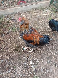 Gallo Olive Egger
