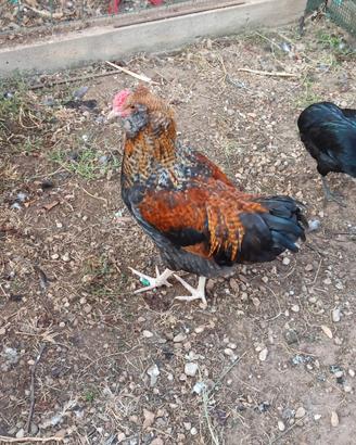 Gallo Olive Egger