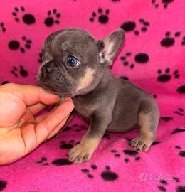 Cuccioli di bulldog francese
