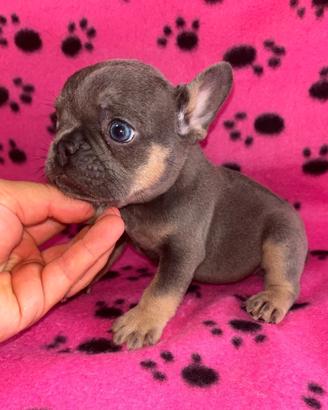 Cuccioli di bulldog francese