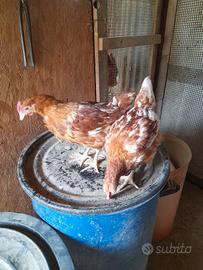 Galli ovaioli