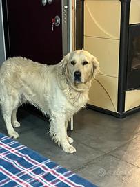 Golden Retriver per monta